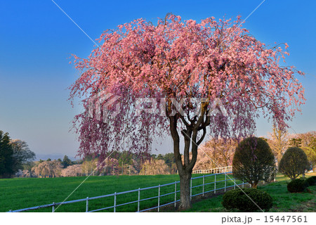 岩手牧場の桜 15447561