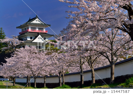 宮城の桜 15447587