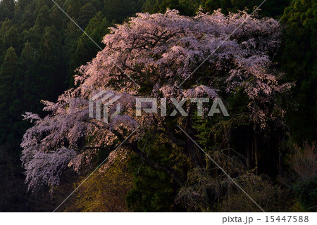 宮城の桜 15447588