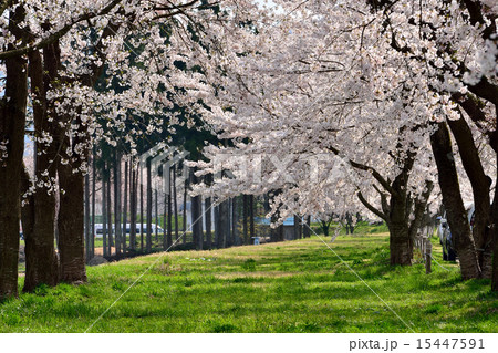 角館の桜 15447591