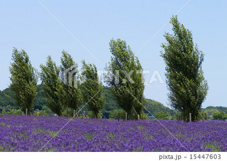 ラベンダー ラベンダー 15447603