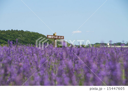 ラベンダー 15447605