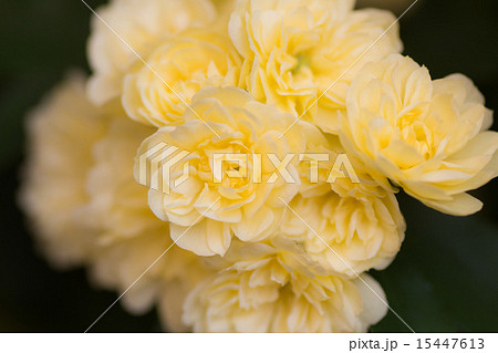 モッコウバラ 15447613