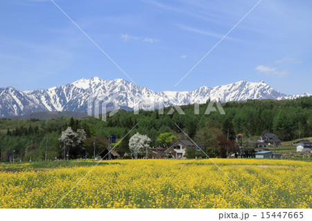 菜の花咲く山里と北アルプス 15447665