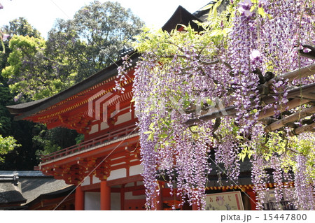 春日大社の砂ずりの藤 春日大社の砂ずりの藤 15447800