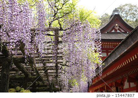 春日大社の砂ずりの藤の写真素材