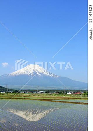 逆さ富士と初夏の田んぼ 逆さ富士と初夏の田んぼ 15447828