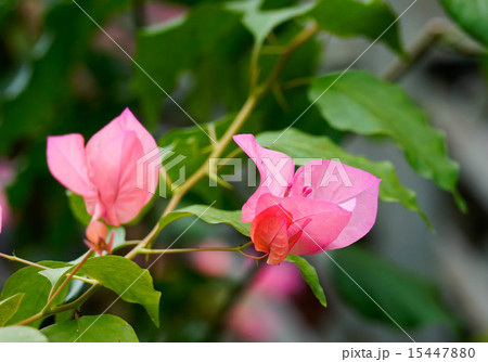花 15447880