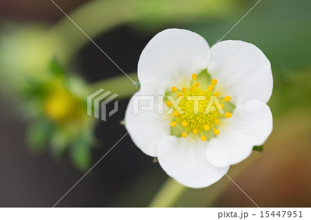 イチゴ畑 とちおとめ イチゴ畑 とちおとめ 15447951