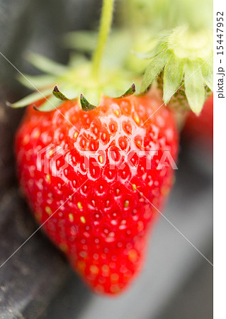 イチゴ畑 とちおとめ イチゴ畑 とちおとめ 15447952