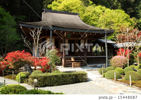 寂光院のツツジ 寂光院のツツジ 15448087