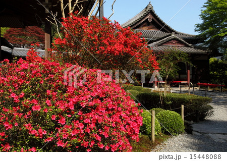 寂光院のツツジ 15448088