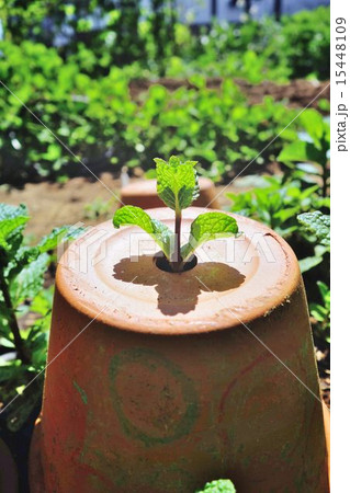 鉢植えから顔をのぞかせるスペアミントの若葉 15448109