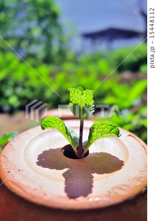 鉢植えから顔をのぞかせるスペアミントの若葉 鉢植えから顔をのぞかせるスペアミントの若葉 15448112