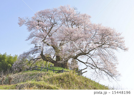 発知のヒガンザクラー０２ 15448196