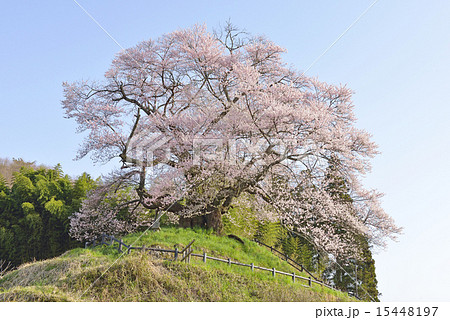 発知のヒガンザクラー０３ 15448197