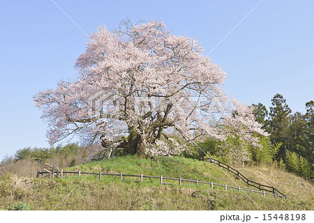 発知のヒガンザクラー０４ 15448198