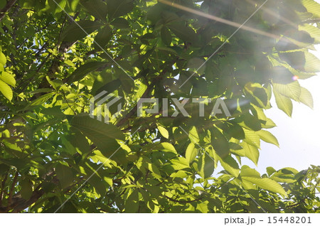 まぶしい！ 15448201