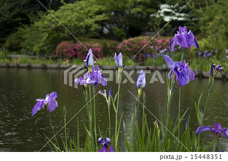 梅宮大社の花菖蒲 梅宮大社の花菖蒲 15448351
