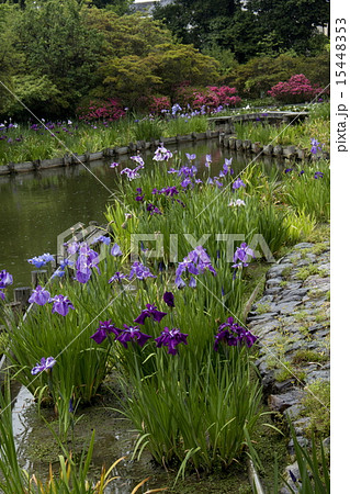 梅宮大社の花菖蒲 15448353