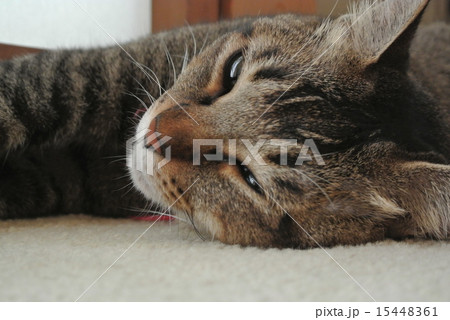 だらける猫 15448361