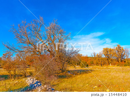 in Peleta village in southern Greece 15448410