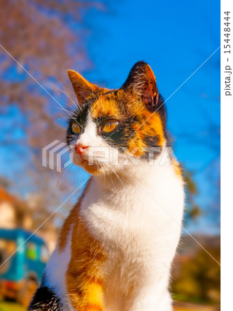 beautiful Cat in Greece 15448444