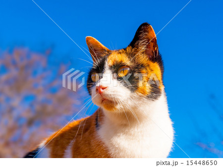 beautiful Cat in Greece 15448650