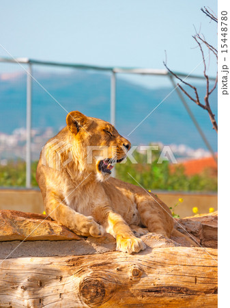 wild animals in the zoo 15448780