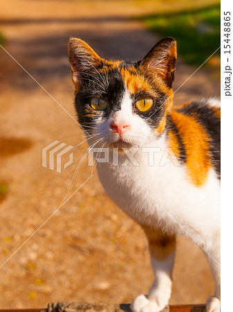 beautiful Cat in Greece beautiful Cat in Greece 15448865