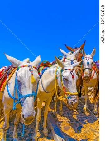 in Santorini island in Greece 15449356
