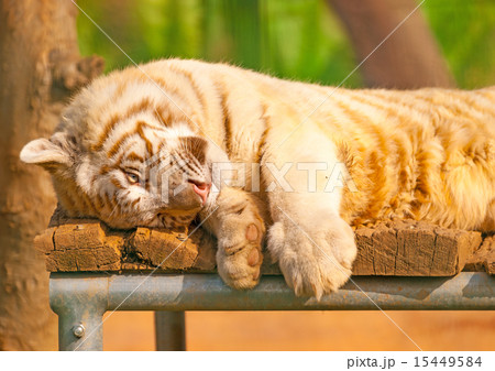 wild animals in the zoo wild animals in the zoo 15449584