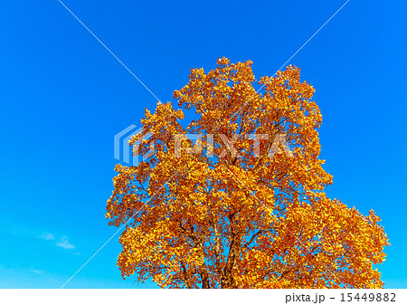 in Peleta village in southern Greece in Peleta village in southern Greece 15449882