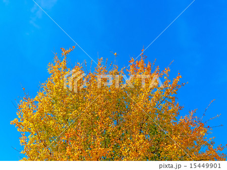 in Peleta village in southern Greece 15449901