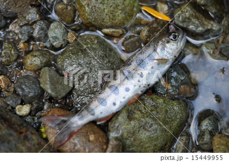 land-locked variety of red-spotted masu trout land-locked variety of red-spotted masu trout 15449955