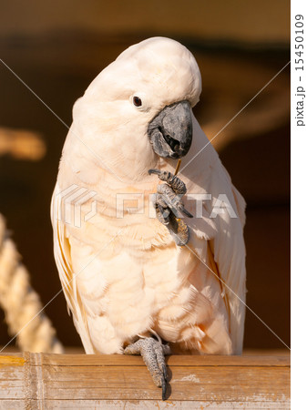 wild animals in the zoo 15450109