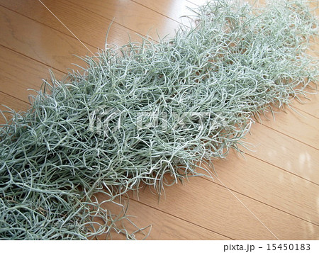 ウスネオイデス 15450183