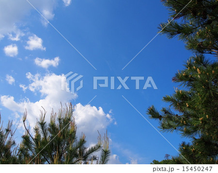 松の木と青空 松の木と青空 15450247