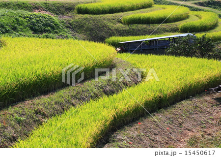大阪・千早赤阪村の棚田 15450617