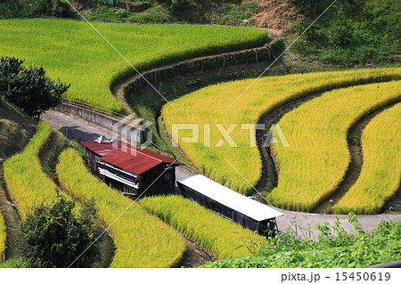 大阪・千早赤阪村の棚田 大阪・千早赤阪村の棚田 15450619