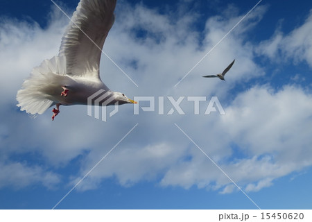 北海道・紋別のカモメ 15450620