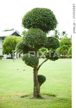 Tree decorations. 15450987
