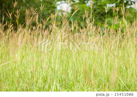 Tall grass. Tall grass. 15451086