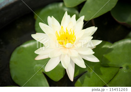 Lotus green. 15451203