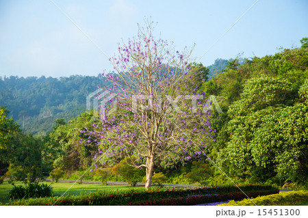 Blue flowering trees. Blue flowering trees. 15451300