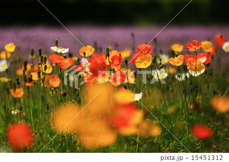 アイスランドポピー９７ 15451312