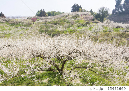 谷川梅園 15451669