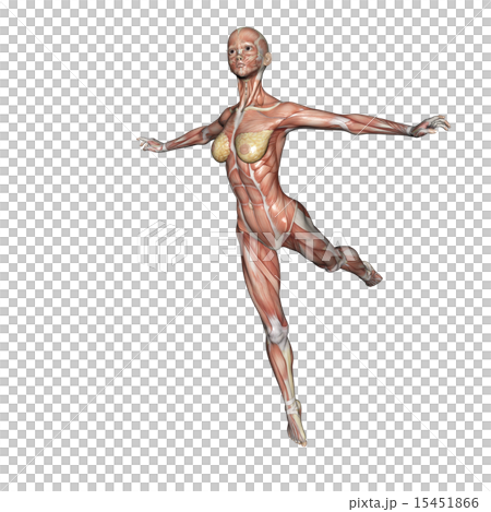 肌肉標本跳舞婦女燙髮3DCG例證材料 肌肉標本跳舞婦女燙髮3DCG例證材料 15451866