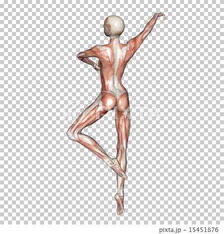 筋肉標本　バレーする女性　perming 3DCG　イラスト素材 15451876
