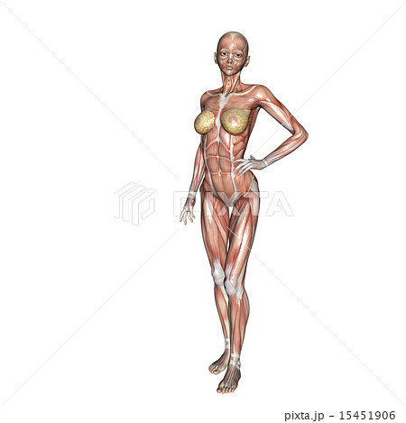 筋肉標本 ポーズする女性 Perming 3dcg イラスト素材のイラスト素材